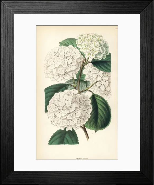 Framed Print : Japanese snowball or crimped Gueldres rose Framed Print : Japanese snowball or crimped Gueldres rose