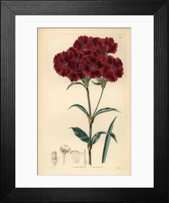 Framed Print : Sweet William, Dianthus barbatus Framed Print : Sweet William, Dianthus barbatus