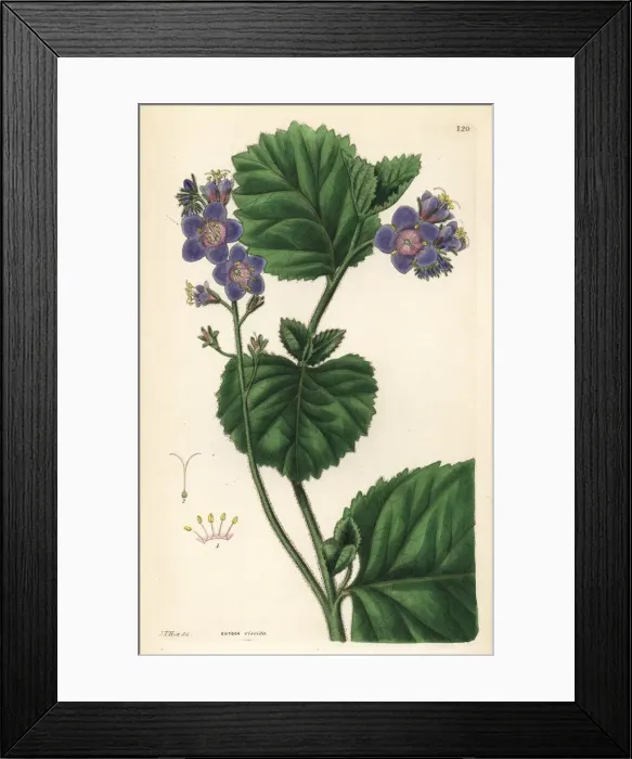 Framed Print : Sticky phacelia, Phacelia viscida Framed Print : Sticky phacelia, Phacelia viscida