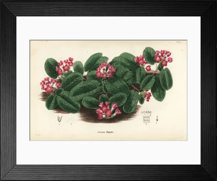 Framed Print : Mayflower or trailing arbutus, Epigaea repens Framed Print : Mayflower or trailing arbutus, Epigaea repens