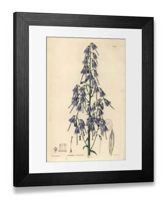 Framed Print : Adenophora stenanthina Framed Print : Adenophora stenanthina
