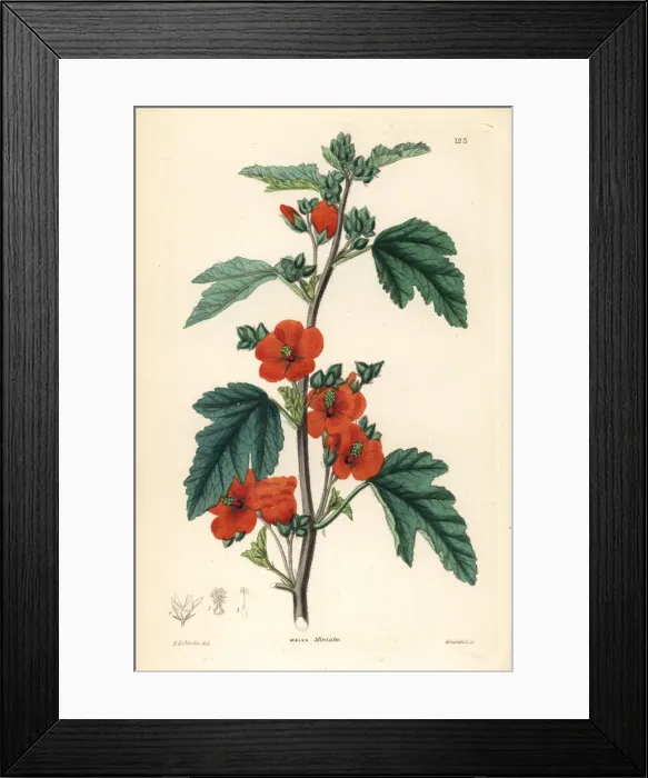 Framed Print : Globemallow, Sphaeralcea miniata Framed Print : Globemallow, Sphaeralcea miniata