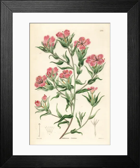 Framed Print : Spike primrose, Boisduvalia subulata Framed Print : Spike primrose, Boisduvalia subulata