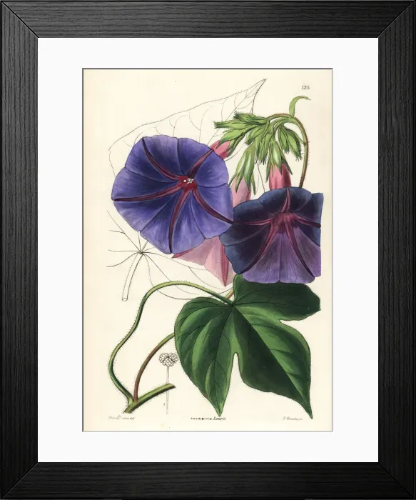 Framed Print : Blue morning glory, Ipomoea indica Framed Print : Blue morning glory, Ipomoea indica