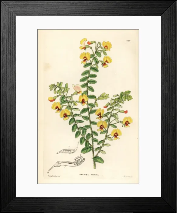 Framed Print : Two-rowed-leaved bossiaea, Bossiaea disticha Framed Print : Two-rowed-leaved bossiaea, Bossiaea disticha