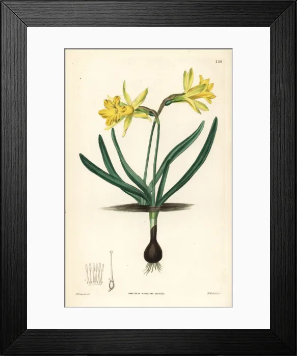 Framed Print : Wild daffodil, Narcissus pseudonarcissus subsp. minor Framed Print : Wild daffodil, Narcissus pseudonarcissus subsp. minor