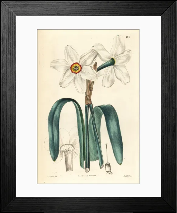 Framed Print : Poets daffodil, Narcissus poeticus Framed Print : Poets daffodil, Narcissus poeticus