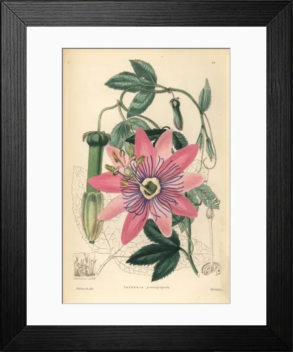 Framed Print : Poro poro, Passiflora pinnatistipula Framed Print : Poro poro, Passiflora pinnatistipula