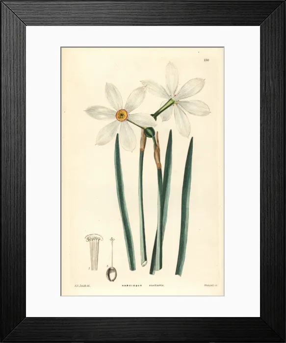Framed Print : Poets daffodil, Narcissus poeticus subsp. radiiflorus Framed Print : Poets daffodil, Narcissus poeticus subsp. radiiflorus