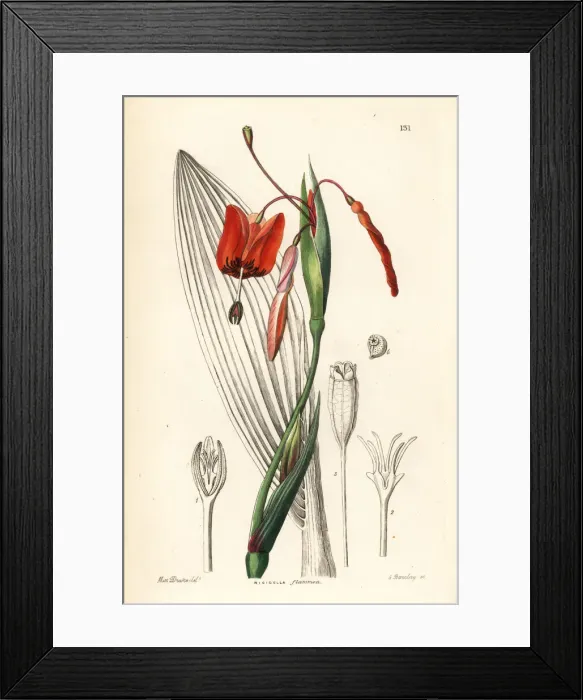 Framed Print : Tiger flower, Tigridia flammea Framed Print : Tiger flower, Tigridia flammea