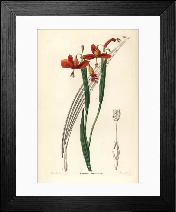 Framed Print : Tiger flower, Tigridia immaculata Framed Print : Tiger flower, Tigridia immaculata