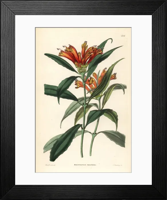 Framed Print : Lipstick plant, Aeschynanthus parviflorus Framed Print : Lipstick plant, Aeschynanthus parviflorus