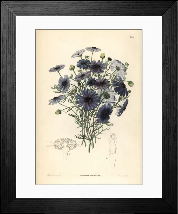 Framed Print : Swan river daisy, Brachyscome iberidifolia Framed Print : Swan river daisy, Brachyscome iberidifolia