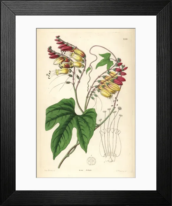 Framed Print : Spanish flag or fire vine, Ipomoea lobata Framed Print : Spanish flag or fire vine, Ipomoea lobata