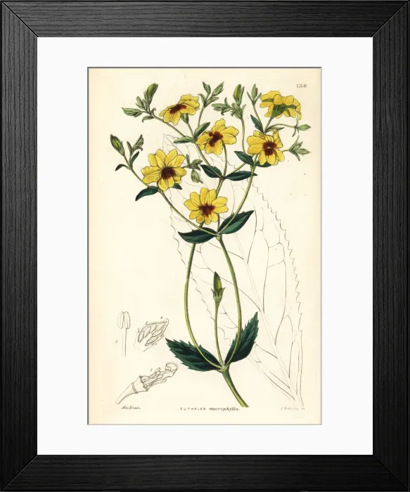 Framed Print : Velleia macrophylla Framed Print : Velleia macrophylla