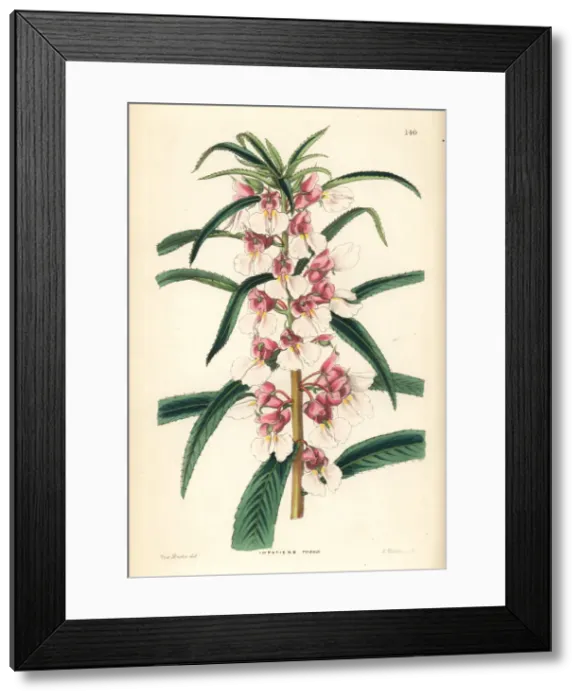 Framed Print : Small pink balsam, Impatiens rosea Framed Print : Small pink balsam, Impatiens rosea