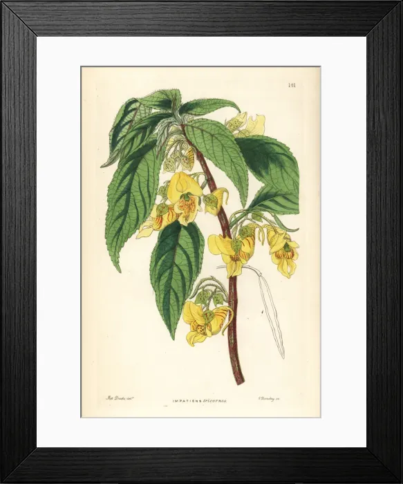 Framed Print : Rindliya or scabby balsam, Impatiens scabrida Framed Print : Rindliya or scabby balsam, Impatiens scabrida