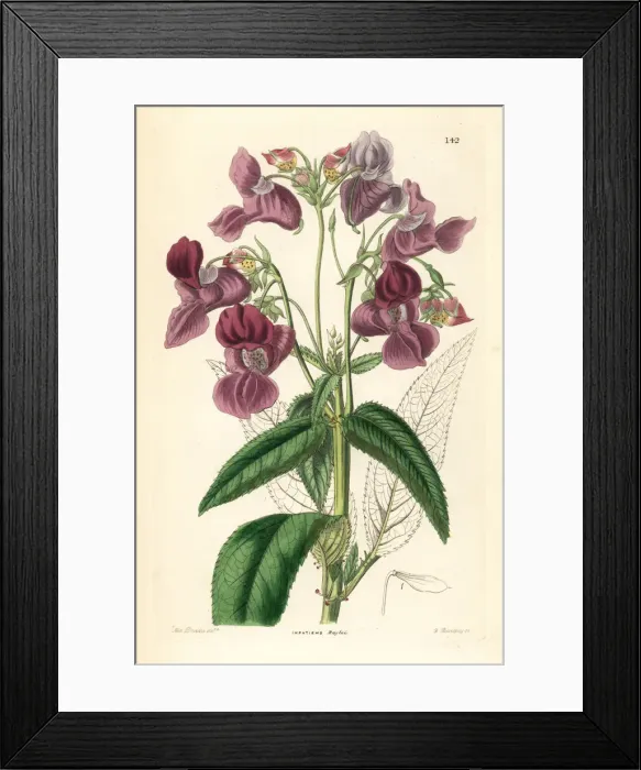 Framed Print : Himalayan balsam, Impatiens glandulifera Framed Print : Himalayan balsam, Impatiens glandulifera