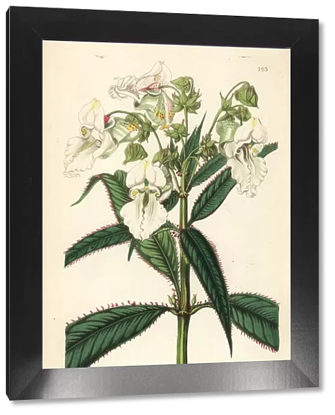 White Himalayan balsam, Impatiens glandulifera candida