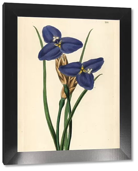 Native iris, Patersonia occidentalis