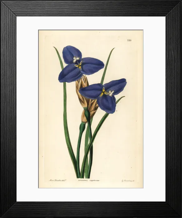 Framed Print : Native iris, Patersonia occidentalis Framed Print : Native iris, Patersonia occidentalis