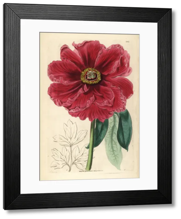 Framed Print : Tree peony, Paeonia officinalis Framed Print : Tree peony, Paeonia officinalis