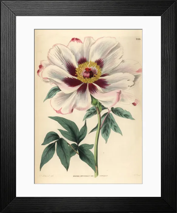 Framed Print : Tree peony, Paeonia officinalis Framed Print : Tree peony, Paeonia officinalis