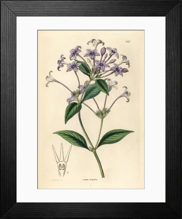 Framed Print : Long-flowered hindsia, Hindsia longiflora