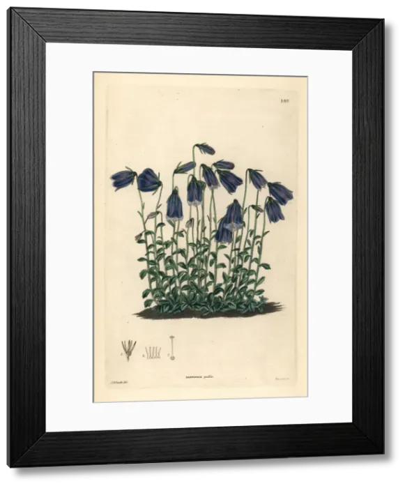 Framed Print : Dark-flowered bellflower, Campanula pulla Framed Print : Dark-flowered bellflower, Campanula pulla
