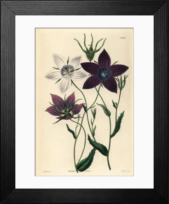 Framed Print : Bellflower, Campanula lusitanica Framed Print : Bellflower, Campanula lusitanica