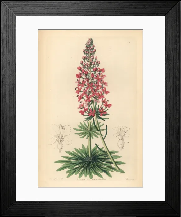 Framed Print : Browns stylewort, Stylidium brunonianum Framed Print : Browns stylewort, Stylidium brunonianum