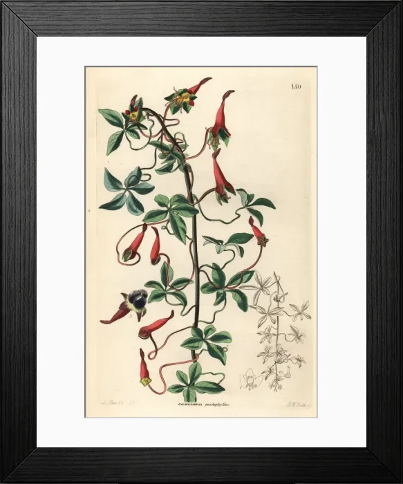 Framed Print : Ladys legs, Tropaeolum pentaphyllum Framed Print : Ladys legs, Tropaeolum pentaphyllum