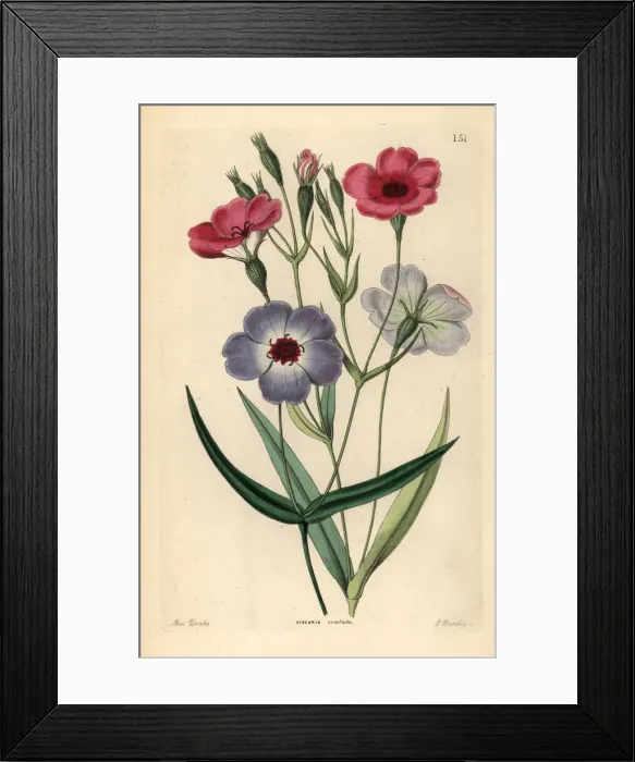 Framed Print : Rose of heaven, Silene coeli-rosa Framed Print : Rose of heaven, Silene coeli-rosa