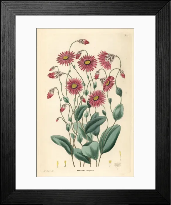 Framed Print : Mangles rhodanthe, Rhodanthe manglesii Framed Print : Mangles rhodanthe, Rhodanthe manglesii
