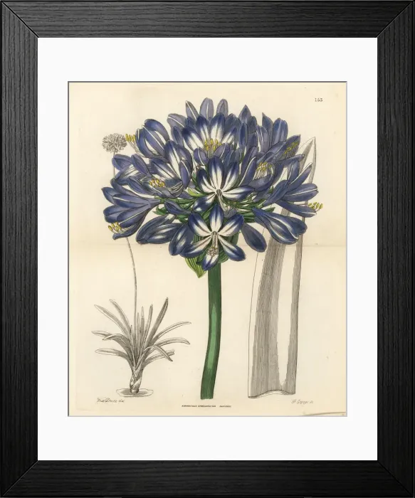 Framed Print : African blue lily, Agapanthus praecox subsp. orientalis