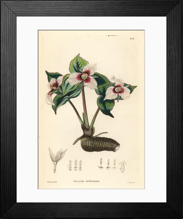 Framed Print : Painted trillium, Trillium undulatum Framed Print : Painted trillium, Trillium undulatum
