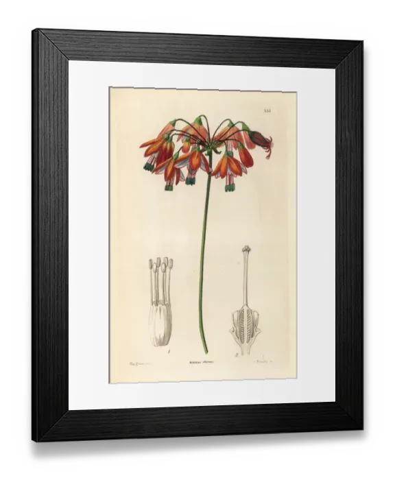 Framed Print : Coral drops or elegant bessera, Bessera elegans Framed Print : Coral drops or elegant bessera, Bessera elegans