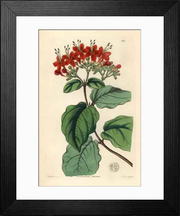 Framed Print : Glory tree, Clerodendrum splendens Framed Print : Glory tree, Clerodendrum splendens