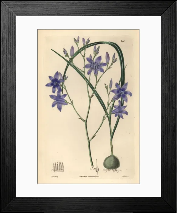 Framed Print : Conanthera campanulata Framed Print : Conanthera campanulata