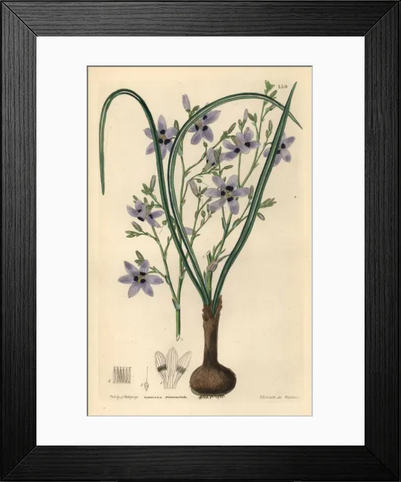 Framed Print : Conanthera trimaculata Framed Print : Conanthera trimaculata