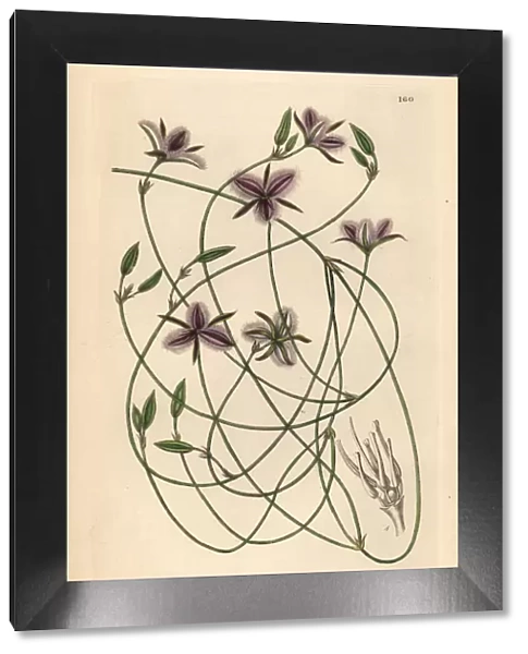 Branching fringe lily, Thysanotus dichotomus
