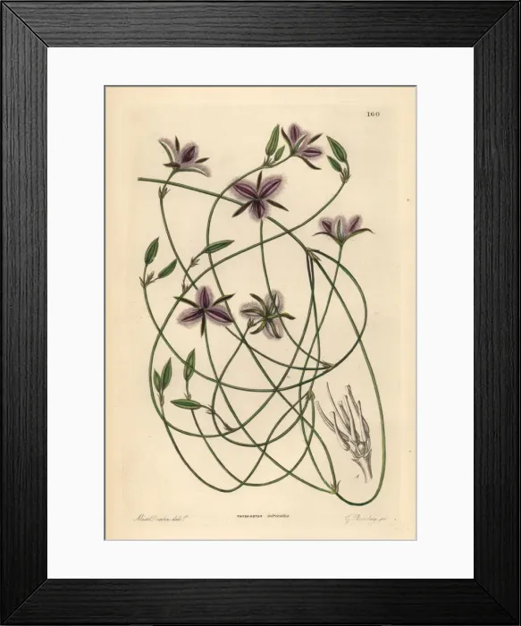 Framed Print : Branching fringe lily, Thysanotus dichotomus Framed Print : Branching fringe lily, Thysanotus dichotomus