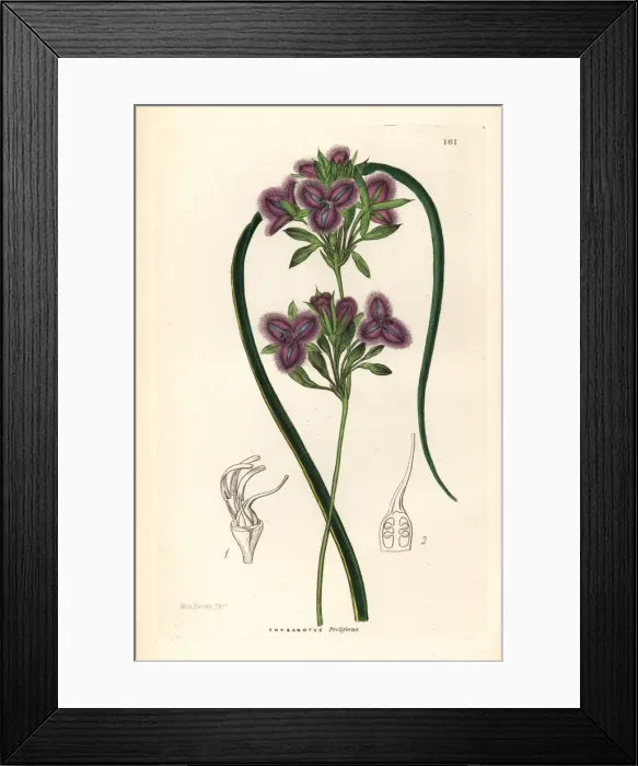 Framed Print : Many-flowered fringe-lily, Thysanotus multiflorus Framed Print : Many-flowered fringe-lily, Thysanotus multiflorus