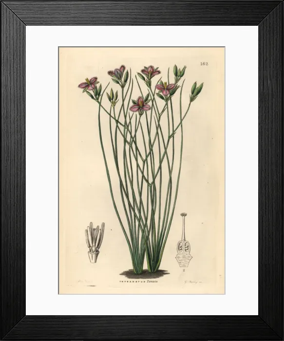 Framed Print : Slender fringe-lily, Thysanotus tenuis Framed Print : Slender fringe-lily, Thysanotus tenuis