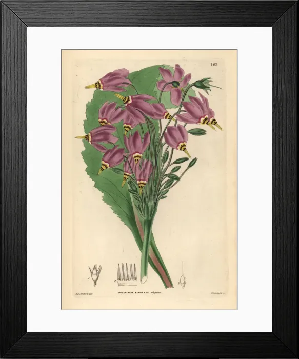 Framed Print : Shooting star, Dodecatheon meadia Framed Print : Shooting star, Dodecatheon meadia
