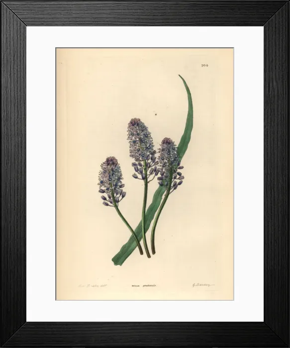 Framed Print : Wood squill, Scilla siberica Framed Print : Wood squill, Scilla siberica