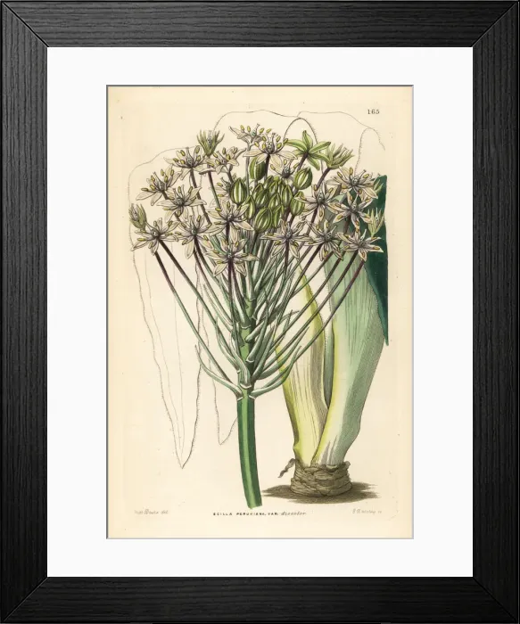 Framed Print : Portuguese squill, Scilla peruviana Framed Print : Portuguese squill, Scilla peruviana
