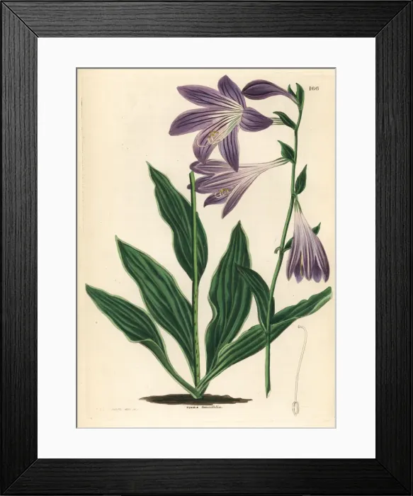 Framed Print : Lanceleaf plantain lily, Hosta lancifolia Framed Print : Lanceleaf plantain lily, Hosta lancifolia