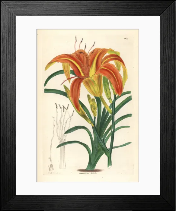 Framed Print : Orange day-lily, Hemerocallis fulva var. angustifolia Framed Print : Orange day-lily, Hemerocallis fulva var. angustifolia