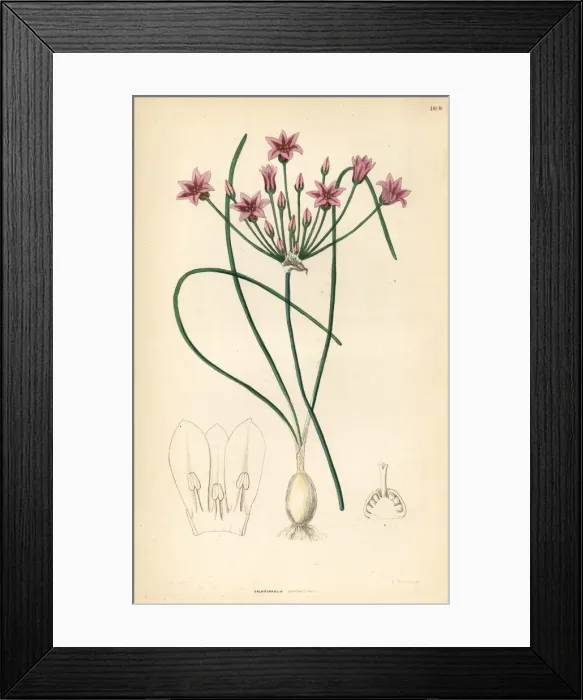 Framed Print : Wild onion, Allium neriniflorum Framed Print : Wild onion, Allium neriniflorum